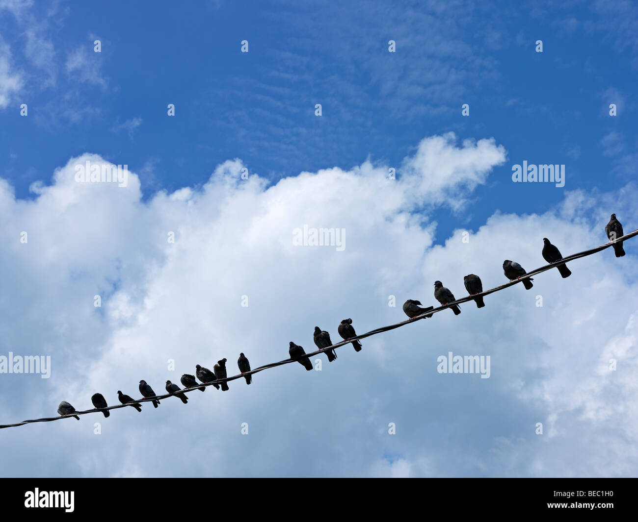 Fila di uccelli su un filo contro un cielo blu e nuvole bianche Foto Stock