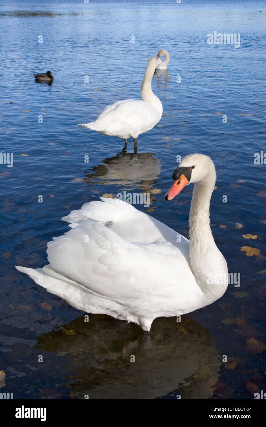 Trumpeter swans live nel lago anno a Prospect Park a Brooklyn, New York Foto Stock