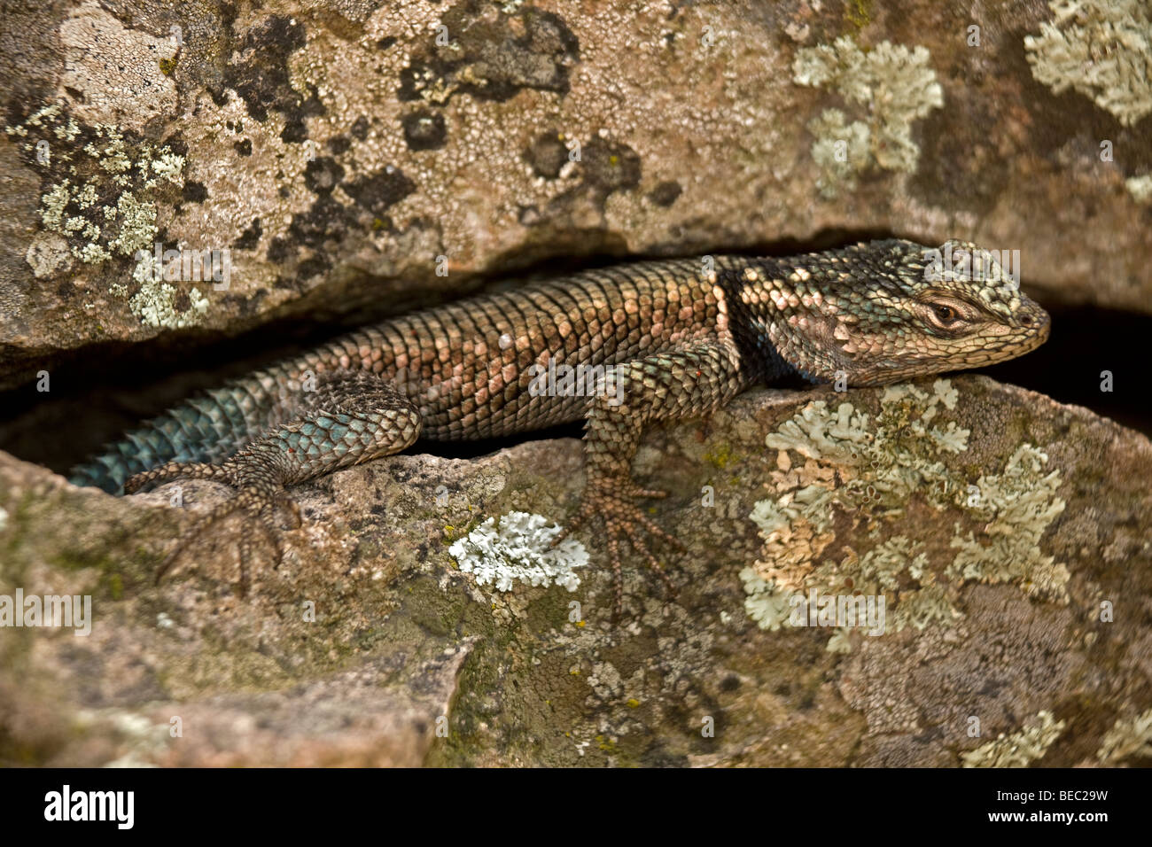 Yarrow di lucertola spinosa (Sceloporus jarrovii) - Arizona - USA - chiamato anche montagna lucertola spinosa Foto Stock