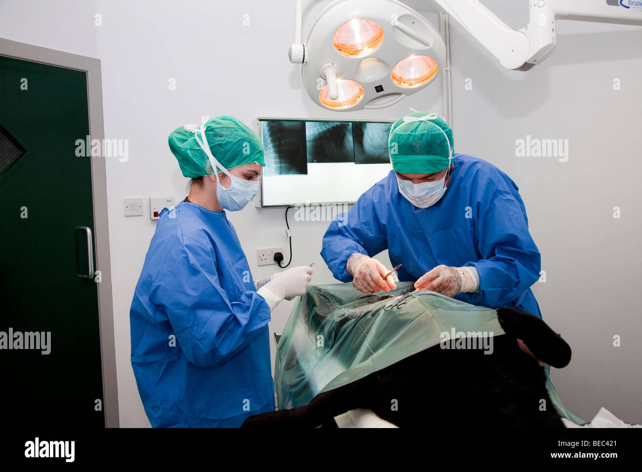 I veterinari operanti su un cane in teatro Foto Stock