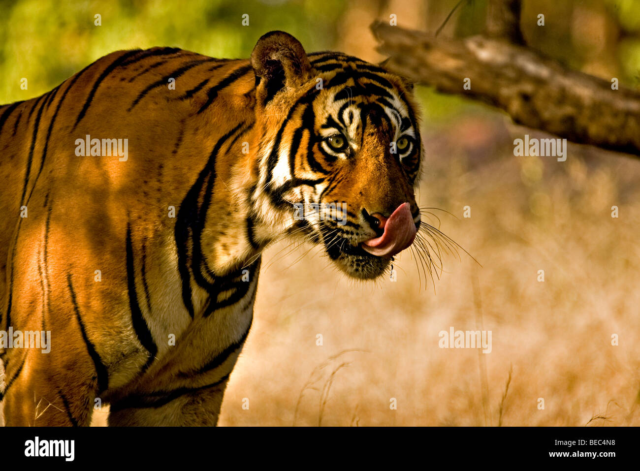 Tiger colpetti sulla linguetta di erbe secche secco del bosco di latifoglie di Ranthambore riserva della tigre di sunrise Foto Stock