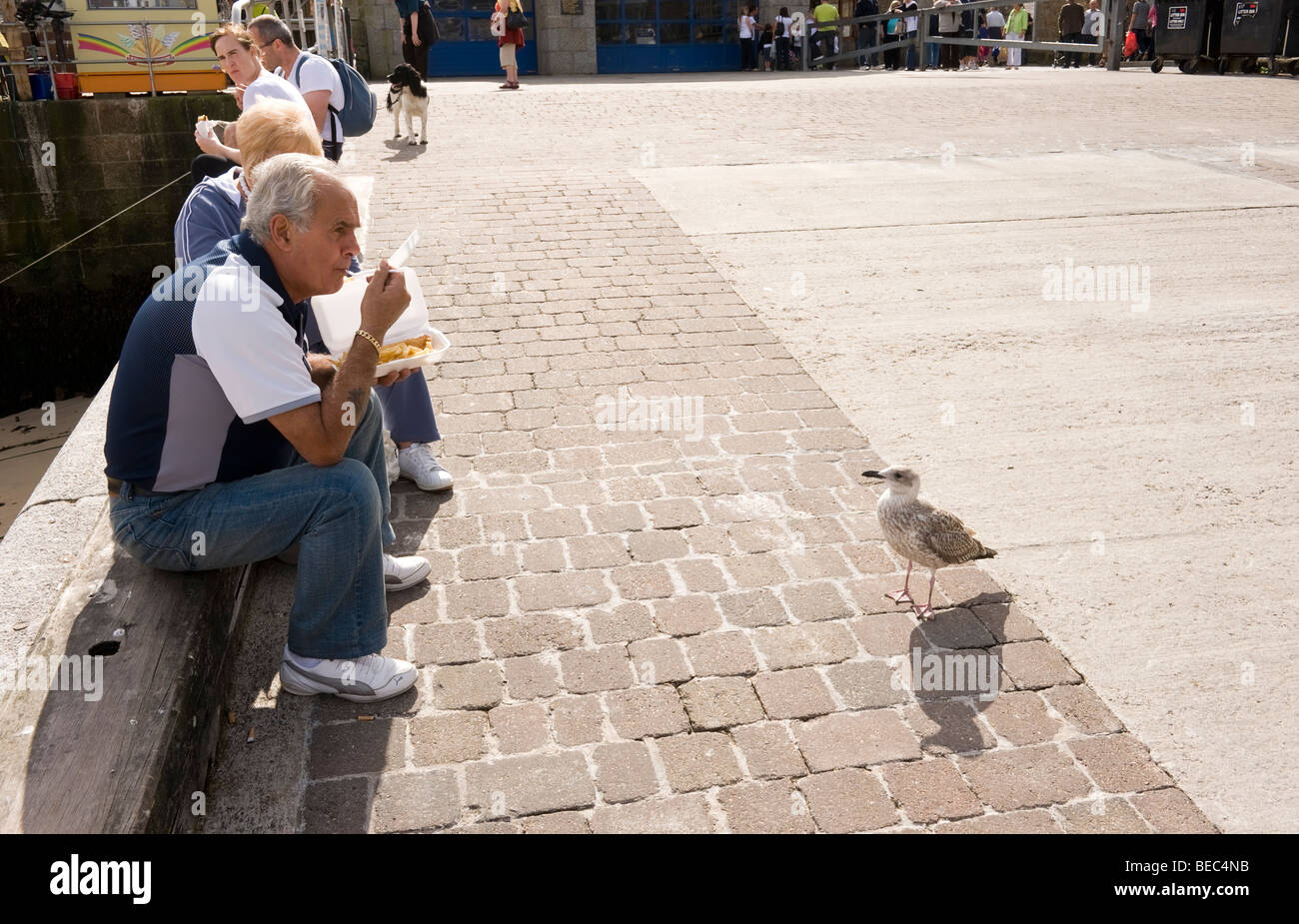 Persone mangiare pesce e patatine e un avido di giovani aringhe Gull presso il Cornish holiday resort di St Ives, Cornwall Regno Unito Foto Stock