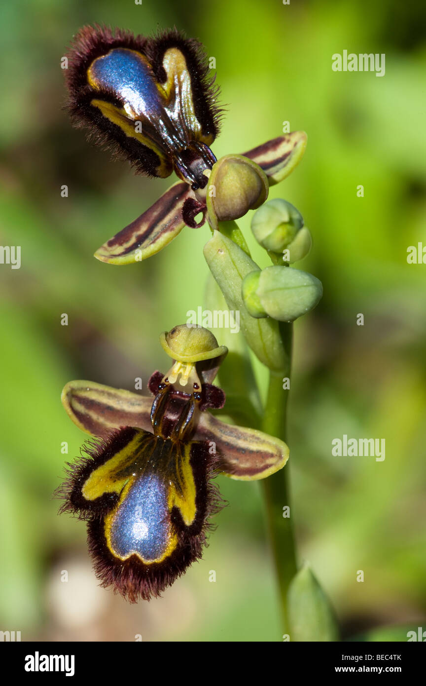 Specchio (Ophyrs Ophrys speculum subs.speculum) Foto Stock