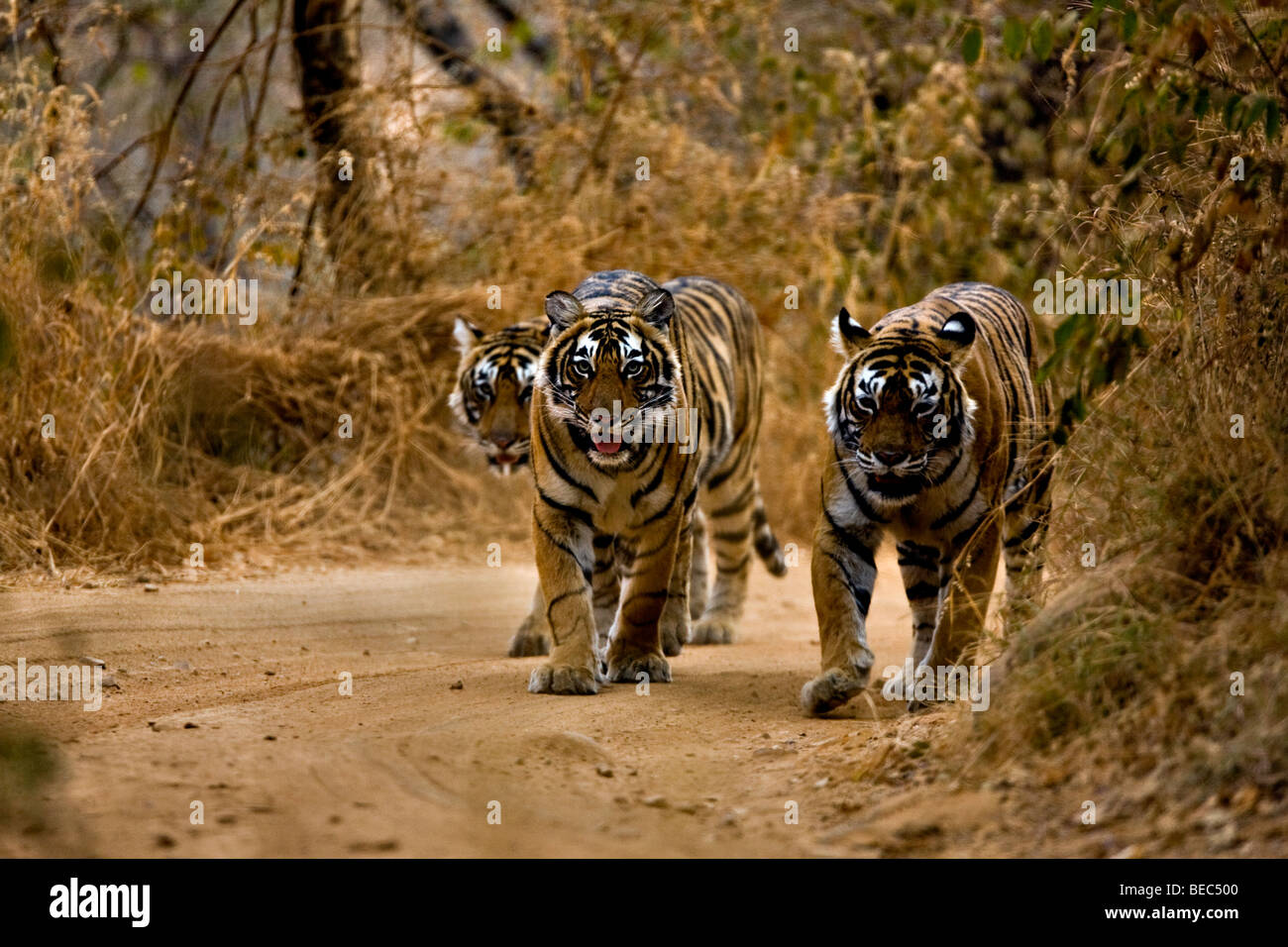 Tre tigri camminando sulle piste forestali di Ranthambore riserva della tigre Foto Stock