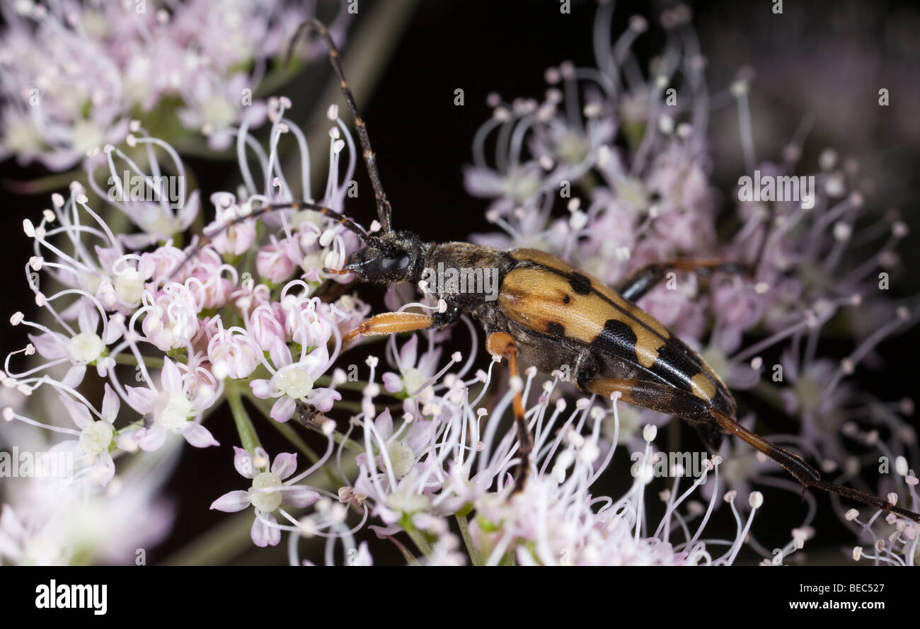 Close-up di Longhorn Beetle (Strangalia Maculata) alimentazione su una mucca flowerhead di prezzemolo. Foto Stock