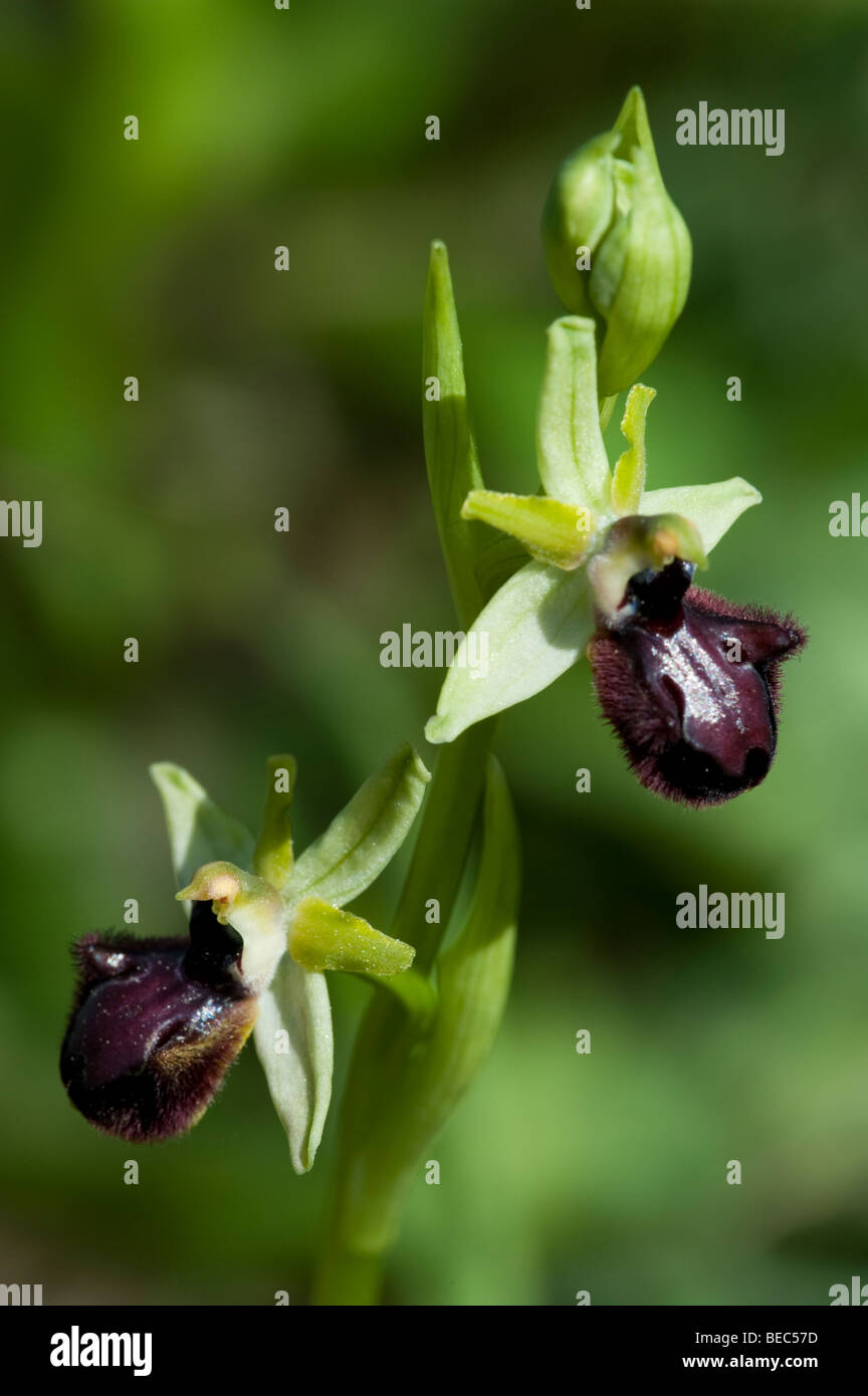 Ophrys sphegodes subsp. atrata Foto Stock