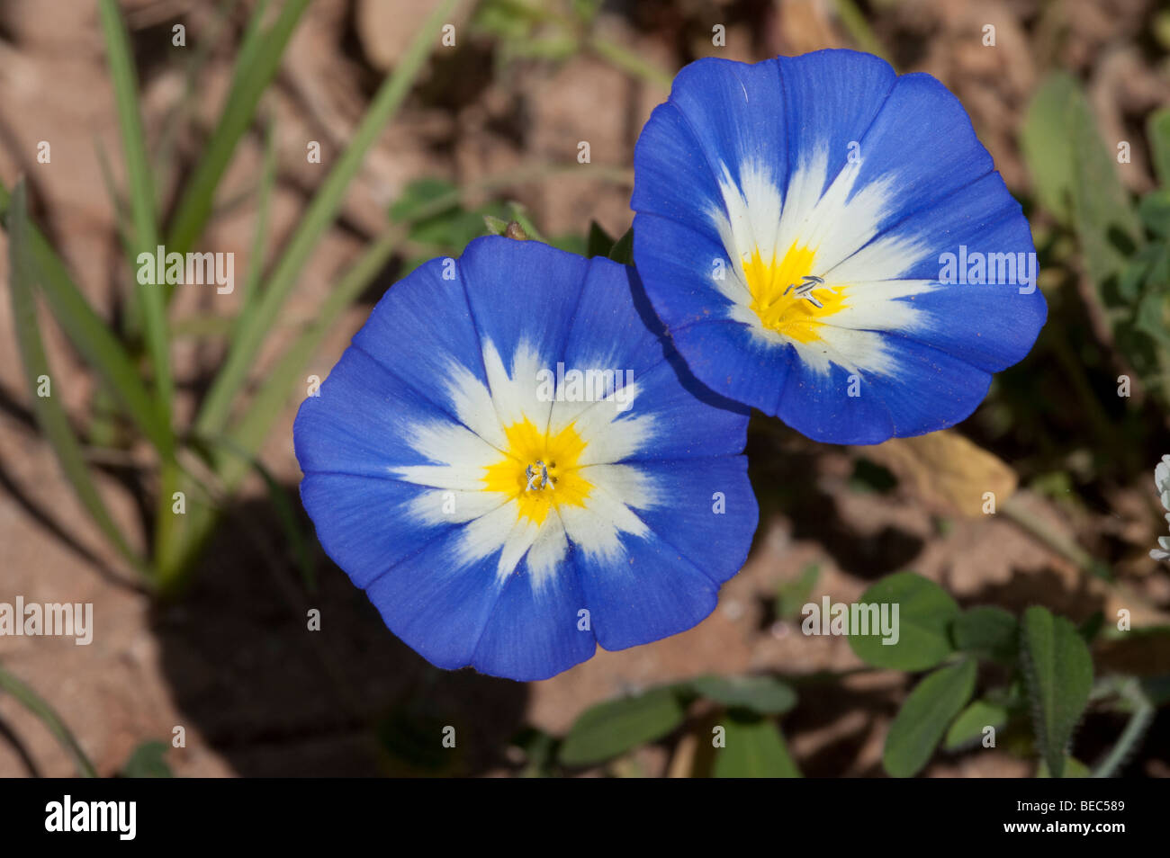 Convolvulus annuale tricolore) Foto Stock