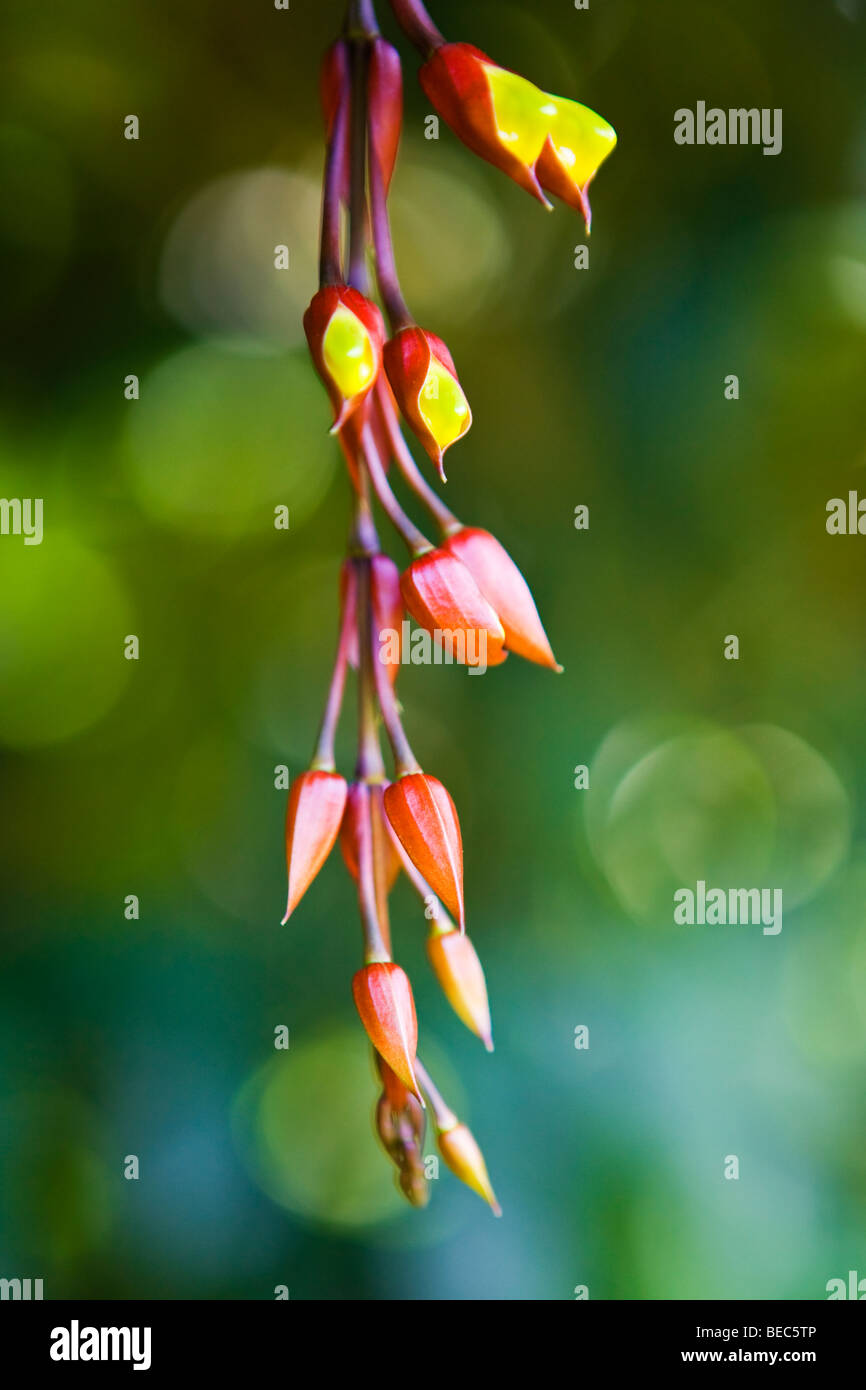 Insolito attraente fiori selvatici in crescita in Asia Foto Stock