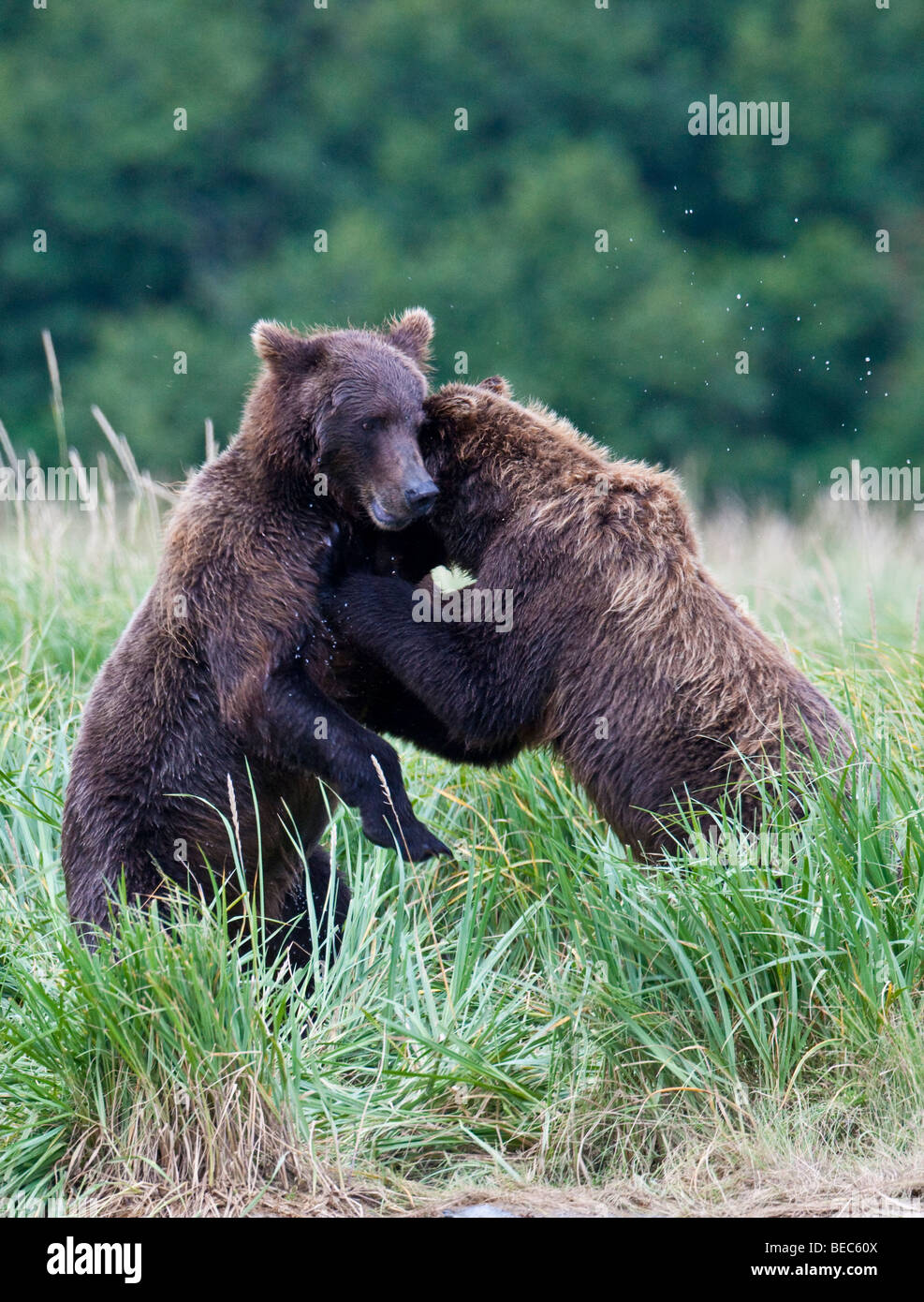 Due orsi grizzly giocando in erba verde nella baia di geografica Katmai National Park in Alaska Foto Stock