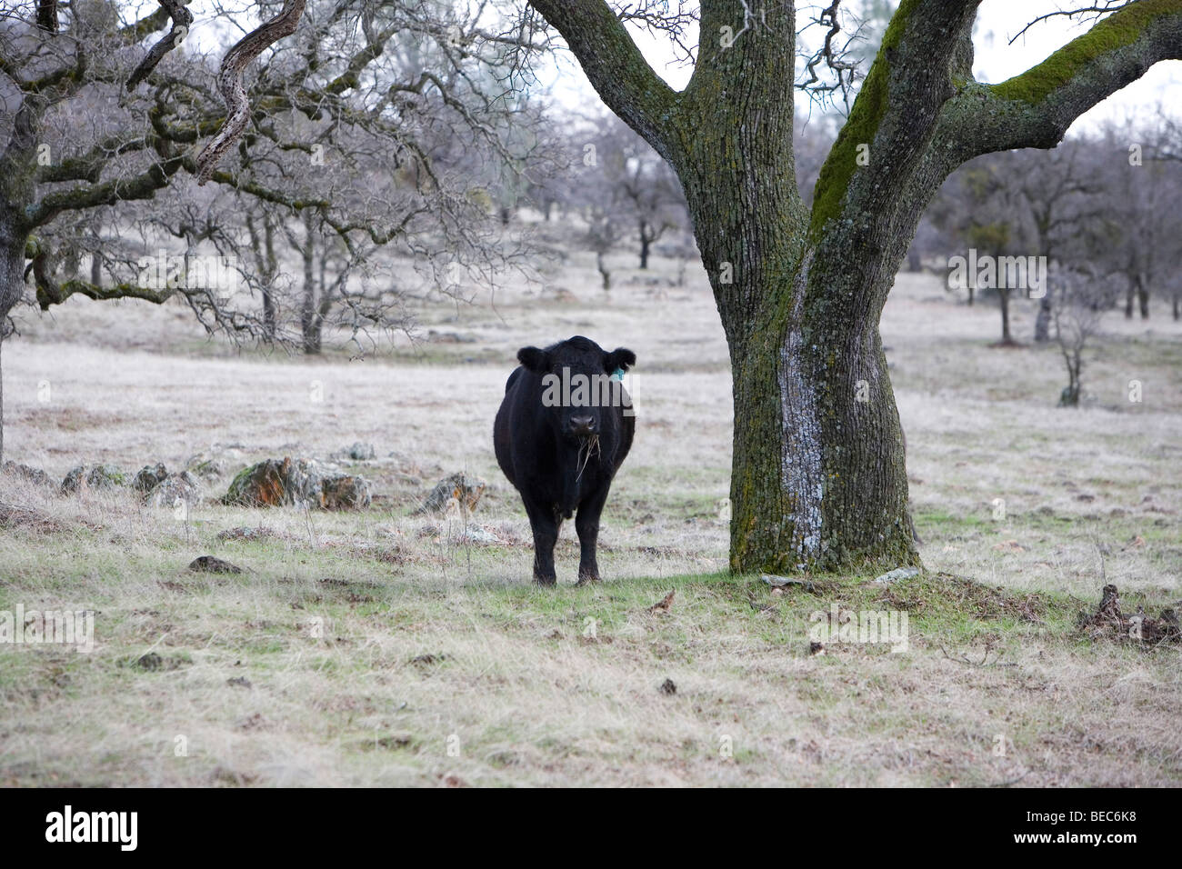 Una mucca in una quercia pascolo Foto Stock