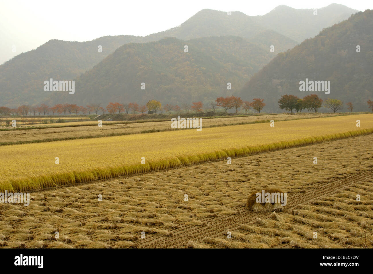 I campi di riso, Hahoe Folk Village, Corea del Sud Foto Stock