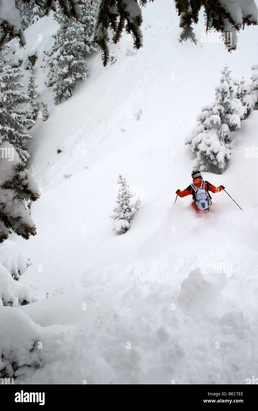 Sciatore in i sentieri della foresta su una polvere giorno, Chamonix, Francia Foto Stock