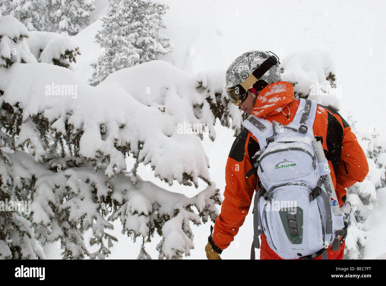 Sciatore nel controllo della sua linea in i sentieri della foresta su una polvere giorno, Chamonix, Francia Foto Stock