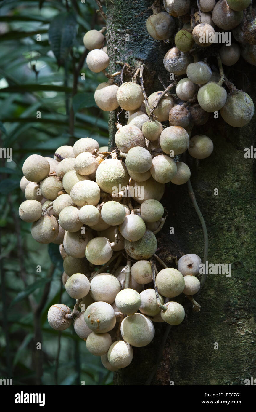 Frutti crescere direttamente dal tronco di albero Napo Centro faunistico di Anangu lago della foresta pluviale amazzonica Ecuador America del Sud Foto Stock