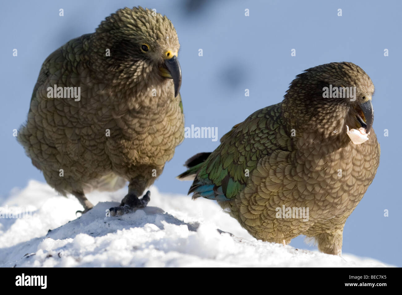 Kea (Nestor notabilis) coppia alimentazione su scarti di alimenti a Mt Hutt, Nuova Zelanda Foto Stock