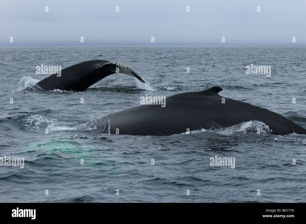 In prossimità di due femmina Balene Humpback viaggiano a twillingate terranova mostra pinna dorsale e coda Foto Stock