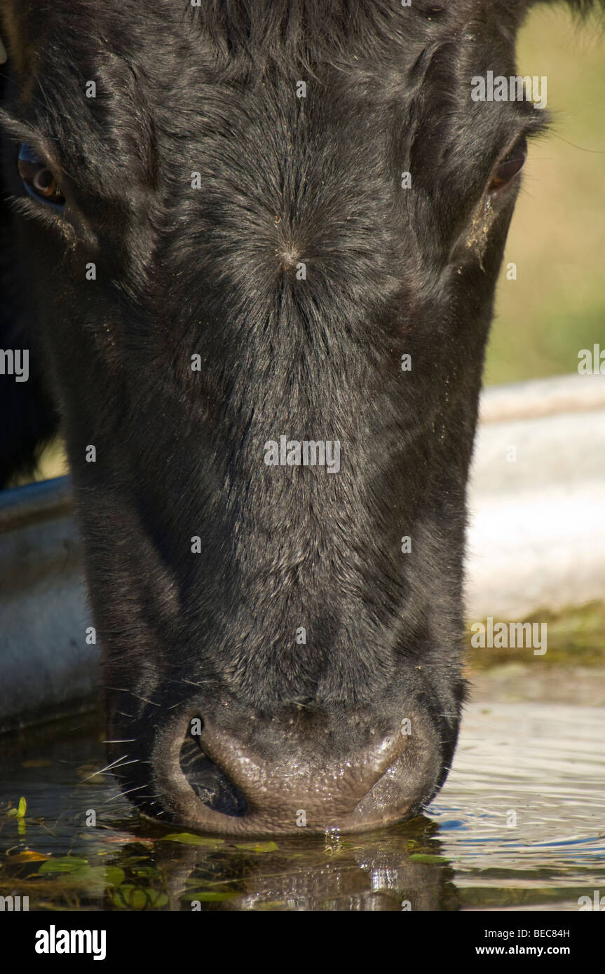 Angus bovini bere dal trogolo di acqua Foto Stock