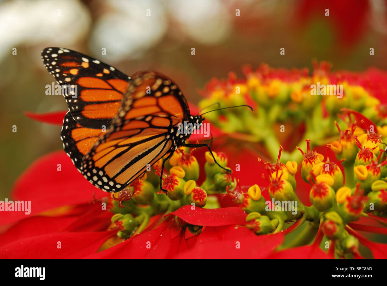 Farfalla monarca sul rosso brillante fioritura delle piante poinsettia Foto Stock