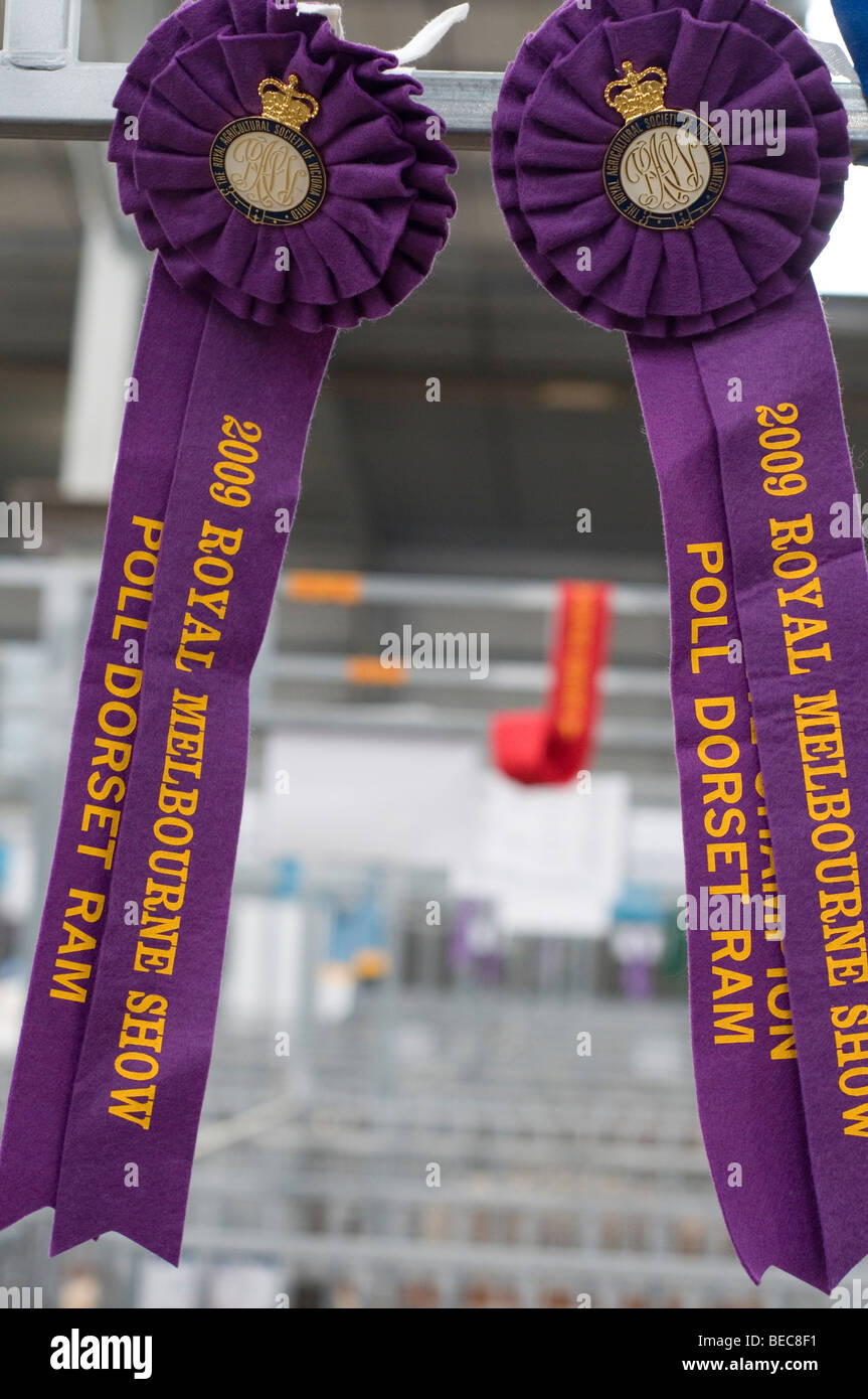 Nastri per campione di ram al Royal Show di Melbourne, Australia Foto Stock