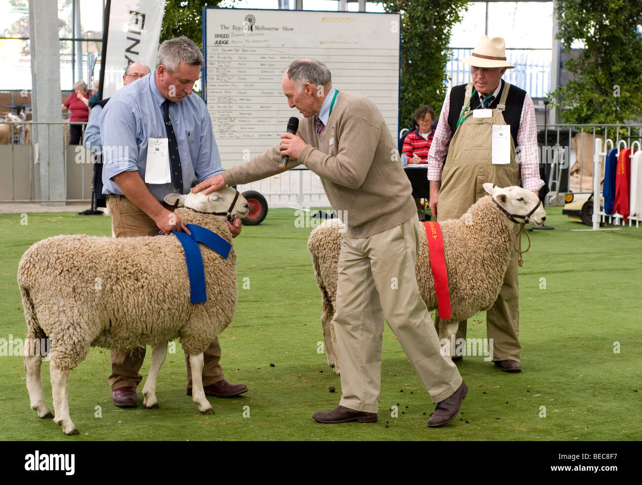 A giudicare Poll Dorset pecore al Royal Show di Melbourne, Australia Foto Stock