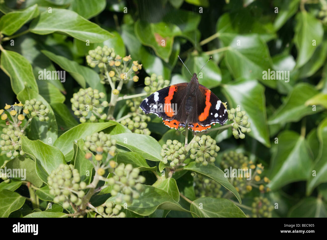 British natura un rosso Admiral butterfly (Vanessa Atalanta) su ivy fiori (Hedera helix) all'inizio dell'autunno. Il Galles, Regno Unito, Gran Bretagna Foto Stock