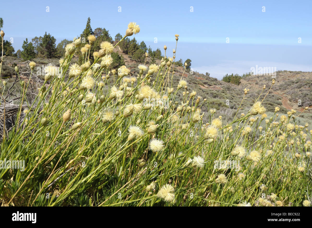 La vegetazione nel Parco Nazionale del Teide Tenerife Foto Stock