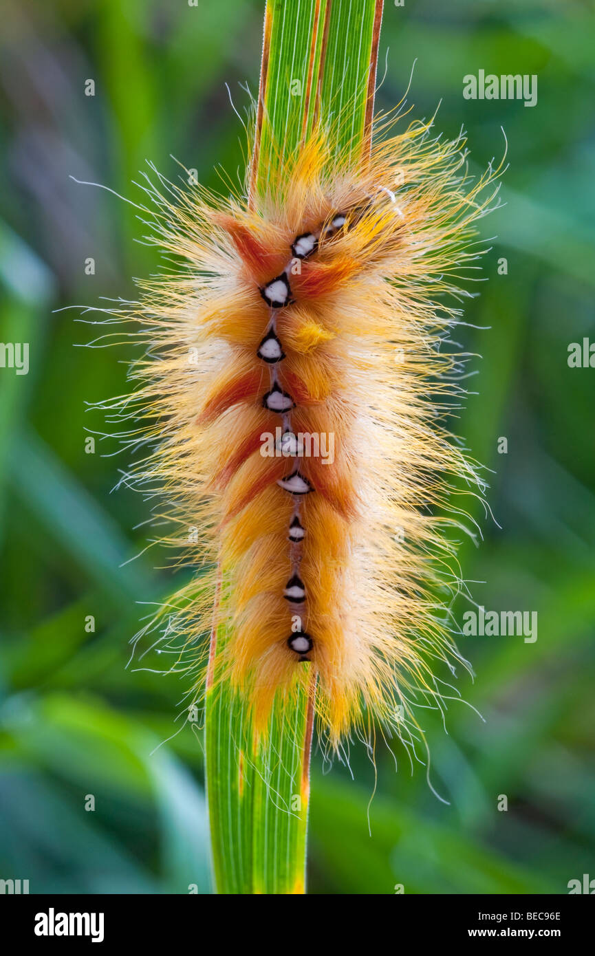 Caterpillar del platano moth Acronicta aceris retroilluminato Noctuidae Foto Stock