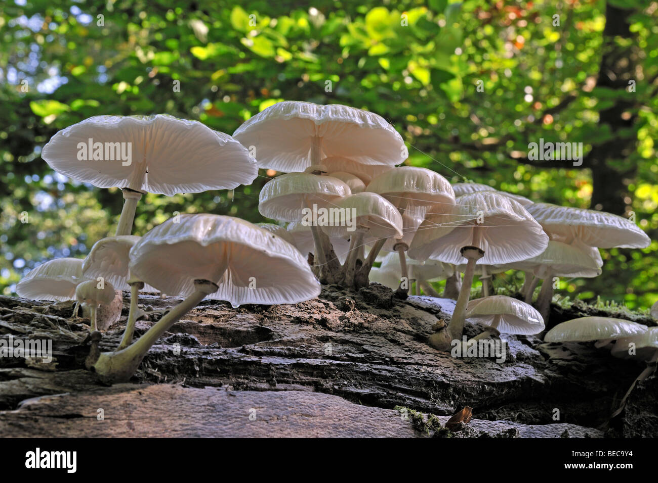 Fungo di porcellana (Oudemansiella mucida), che cresce dal legno morto Foto Stock