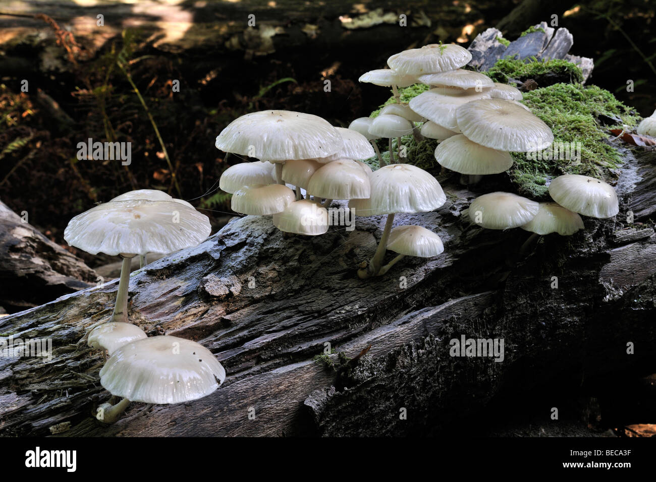 Fungo di porcellana (Oudemansiella mucida), che cresce dal legno morto Foto Stock