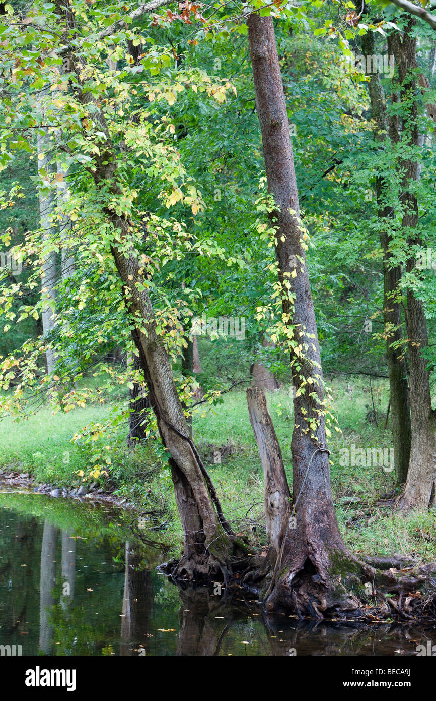 Alberi lungo una riva di un fiume con le loro foglie trasformandosi in colore di autunno a colori. Foto Stock