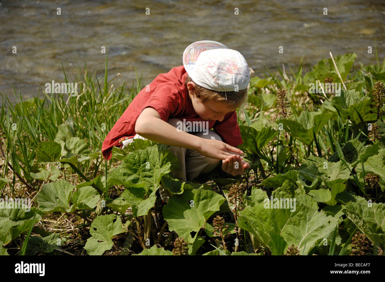 Bambino, 7, ooking per insetti in un prato a fianco di un fiume Foto Stock