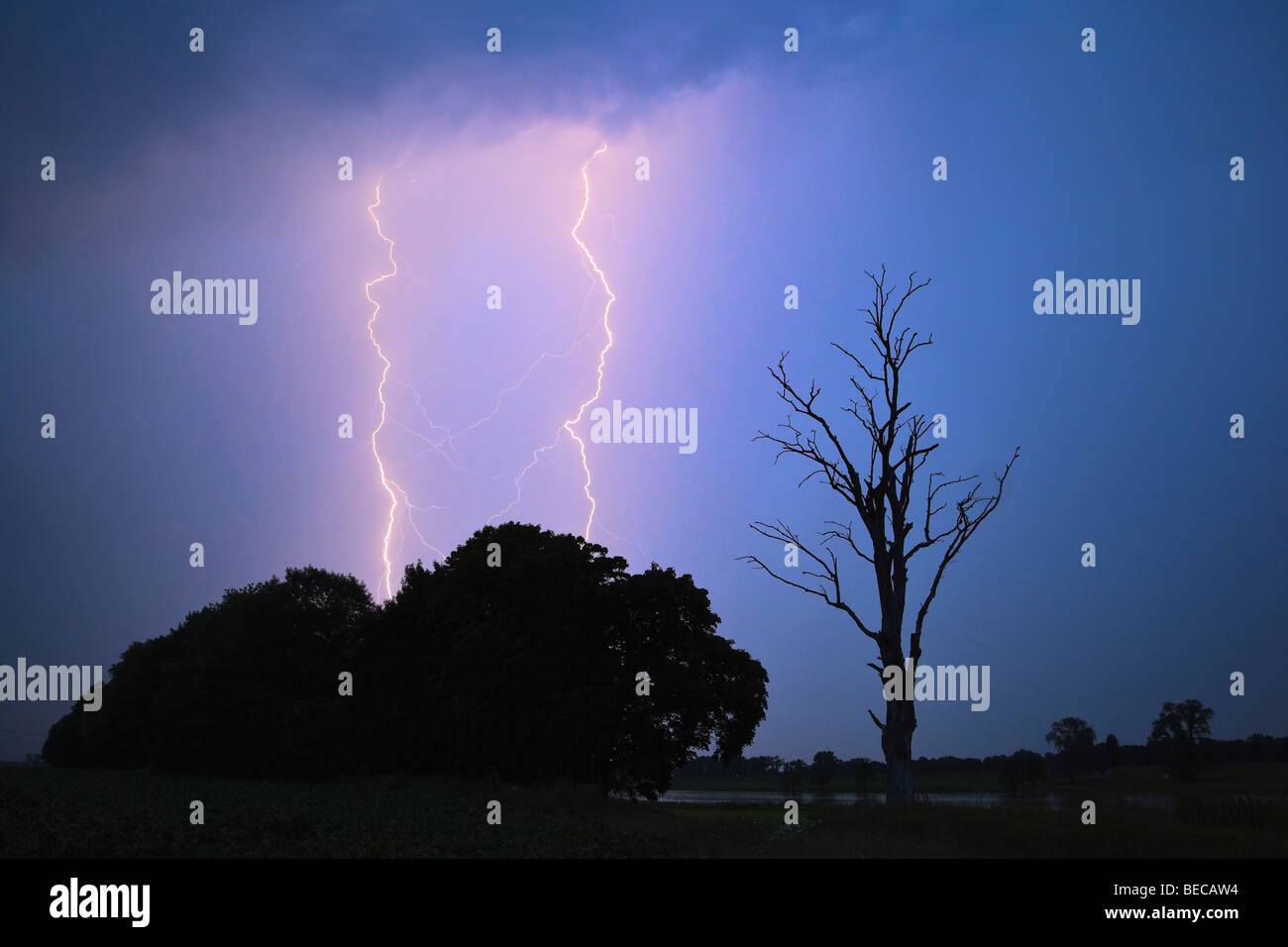 Un fulmine colpisce la terra, alberi accanto a un albero morto Foto Stock