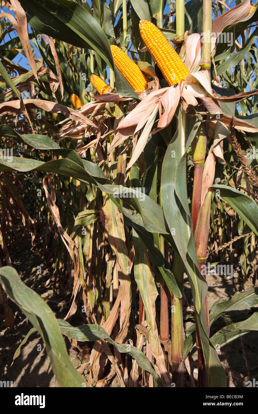 I tutoli di mais sulla pianta di mais Foto Stock