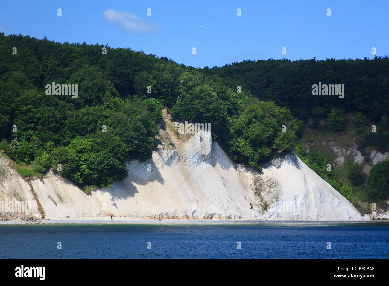 Chalk cliffs, Nationalpark Jasmund National Park, Ruegen, Meclemburgo-Pomerania Occidentale, Germania, Europa Foto Stock