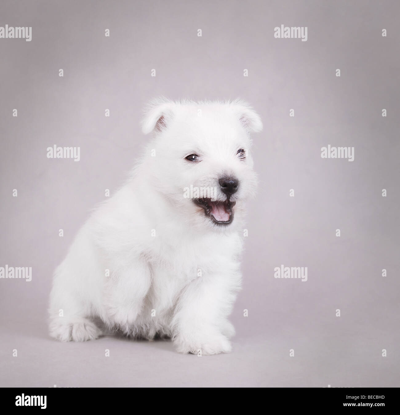 Arrabbiato West Highland White Terrier cucciolo ritratto Foto Stock