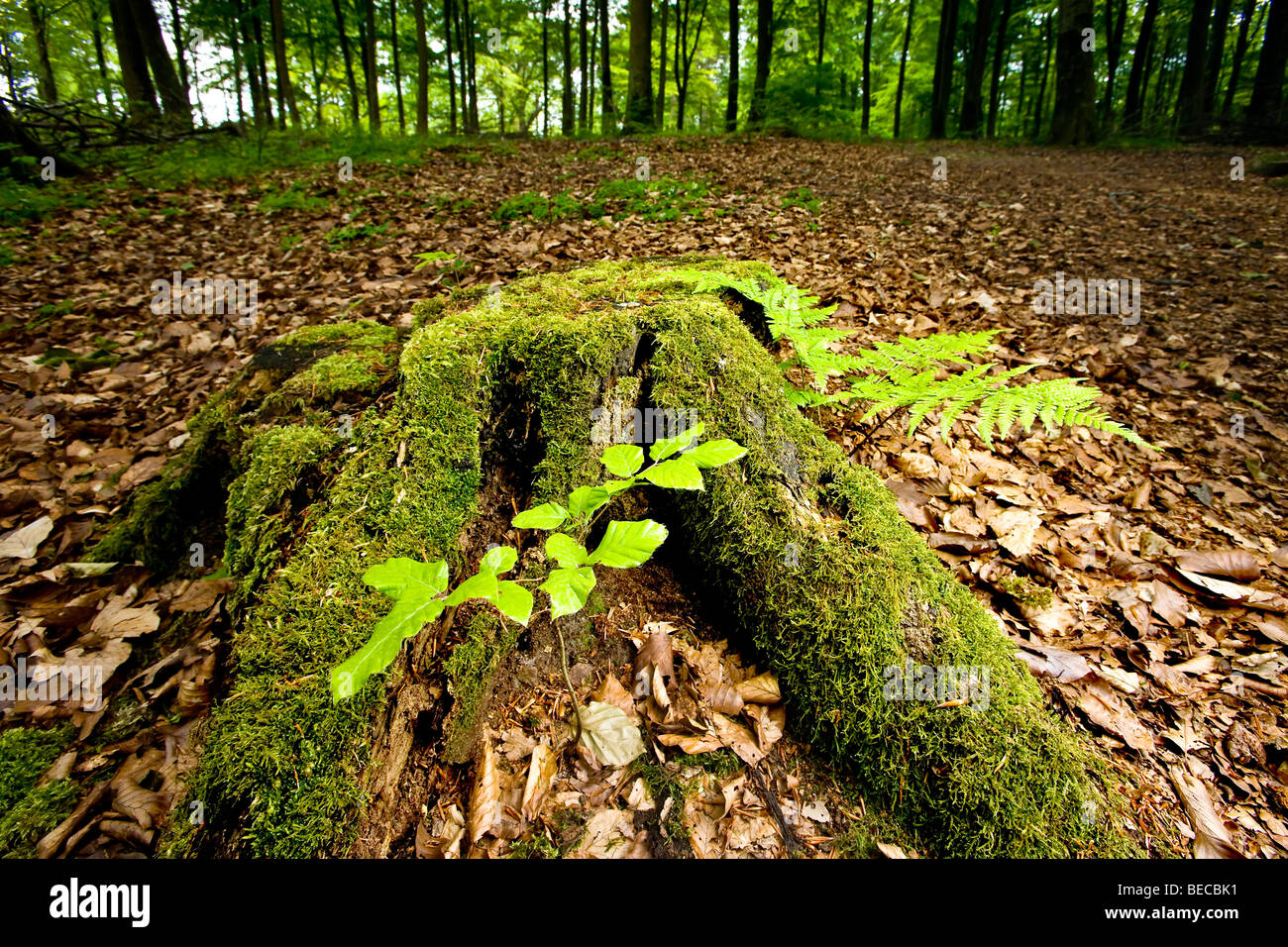 Albero a snodo sul suolo della foresta Foto Stock