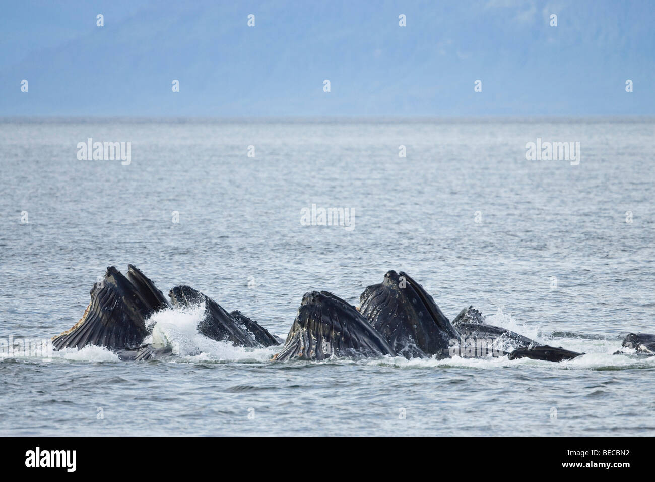 Balene Humpack bolla net alimentazione (Megaptera novaeanglia), Baleen balene, all'interno del passaggio, Alaska, STATI UNITI D'AMERICA Foto Stock