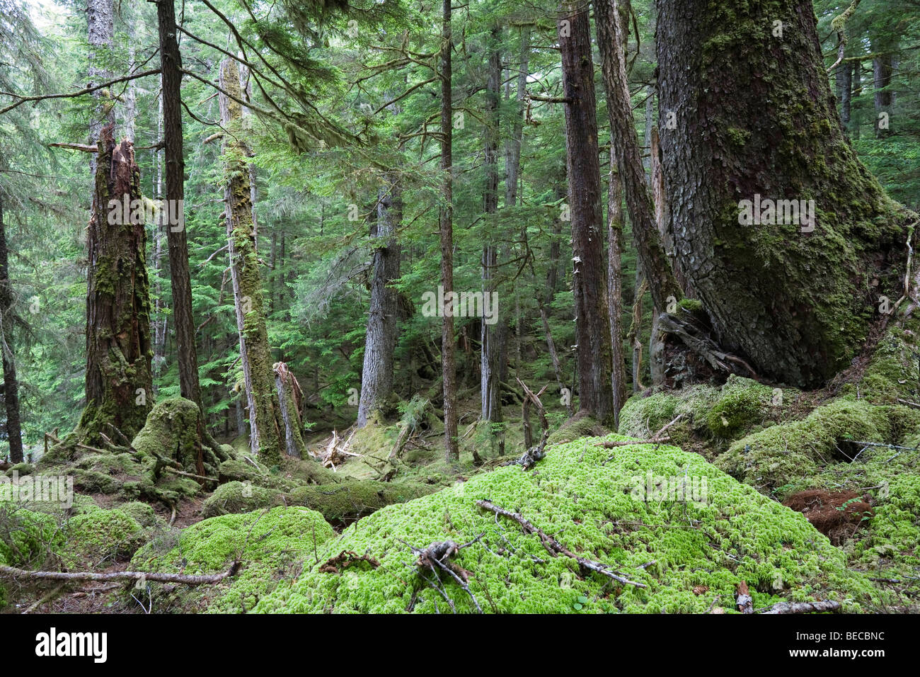 Vergine la foresta di conifere, all'interno del passaggio, a sud-est di Alaska, USA, America del Nord Foto Stock