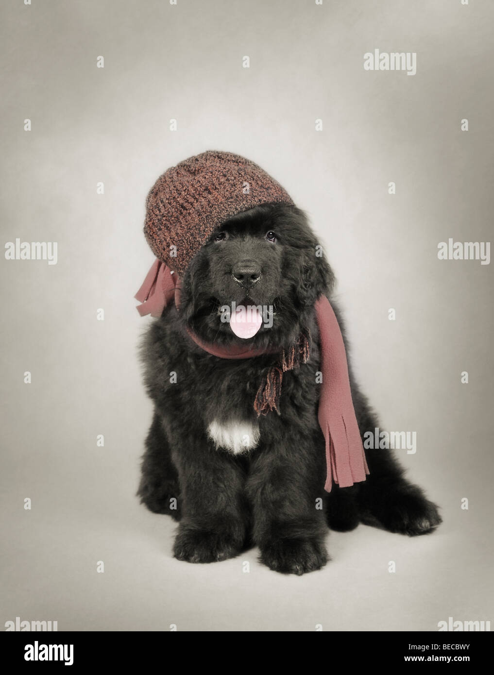 Nero TERRANOVA cane cucciolo in hat ritratto Foto Stock