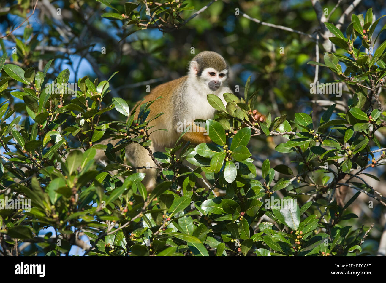 Comune di Scimmia di scoiattolo (Saimiri sciureus) alimentazione su bacche Napo Centro faunistico Yasuni National Park regione amazzonica Ecuador Foto Stock