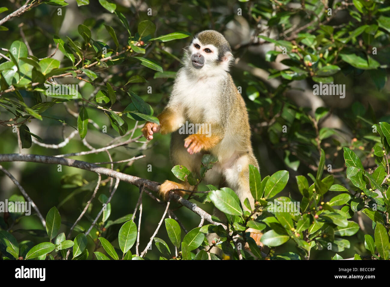 Comune di Scimmia di scoiattolo (Saimiri sciureus) alimentazione su bacche Napo Centro faunistico Yasuni National Park regione amazzonica Ecuador Foto Stock