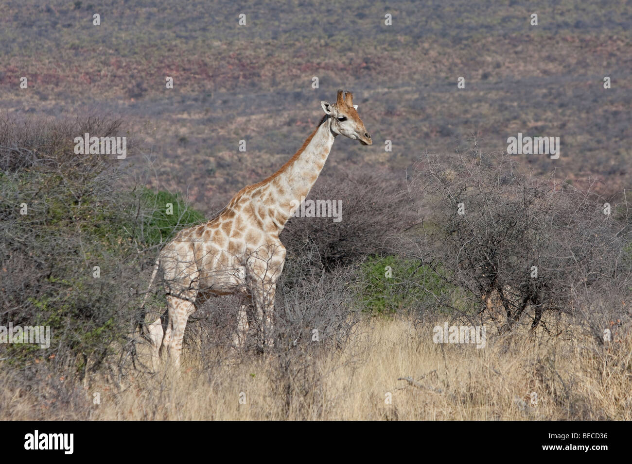 Giraffa meridionale, Giraffa giraffa camelopardalus, Daan Viljoen Riserva Naturale, Namibia, Africa Foto Stock