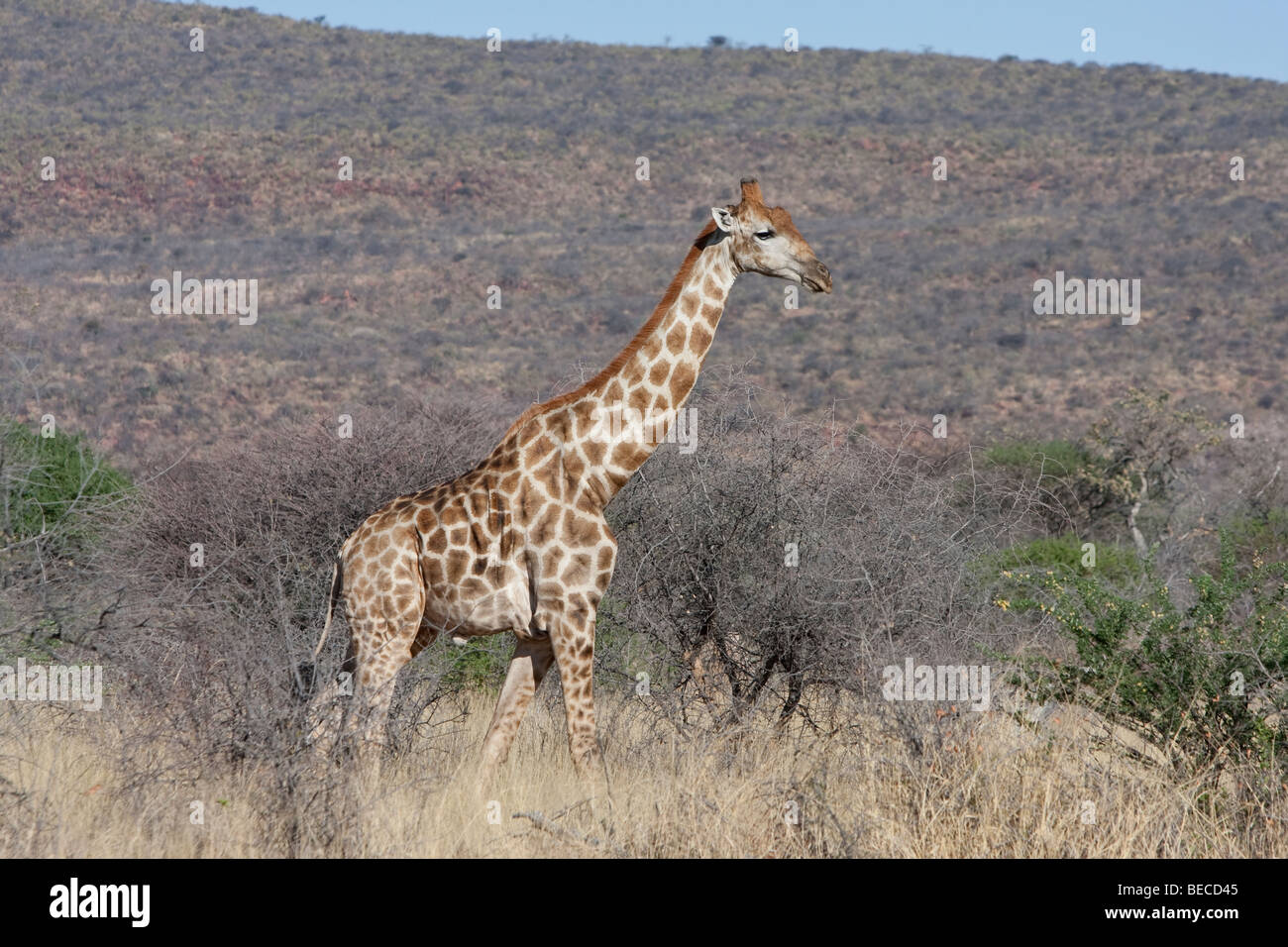 Giraffa meridionale, Giraffa giraffa camelopardalus, Daan Viljoen Riserva Naturale, Namibia, Africa Foto Stock