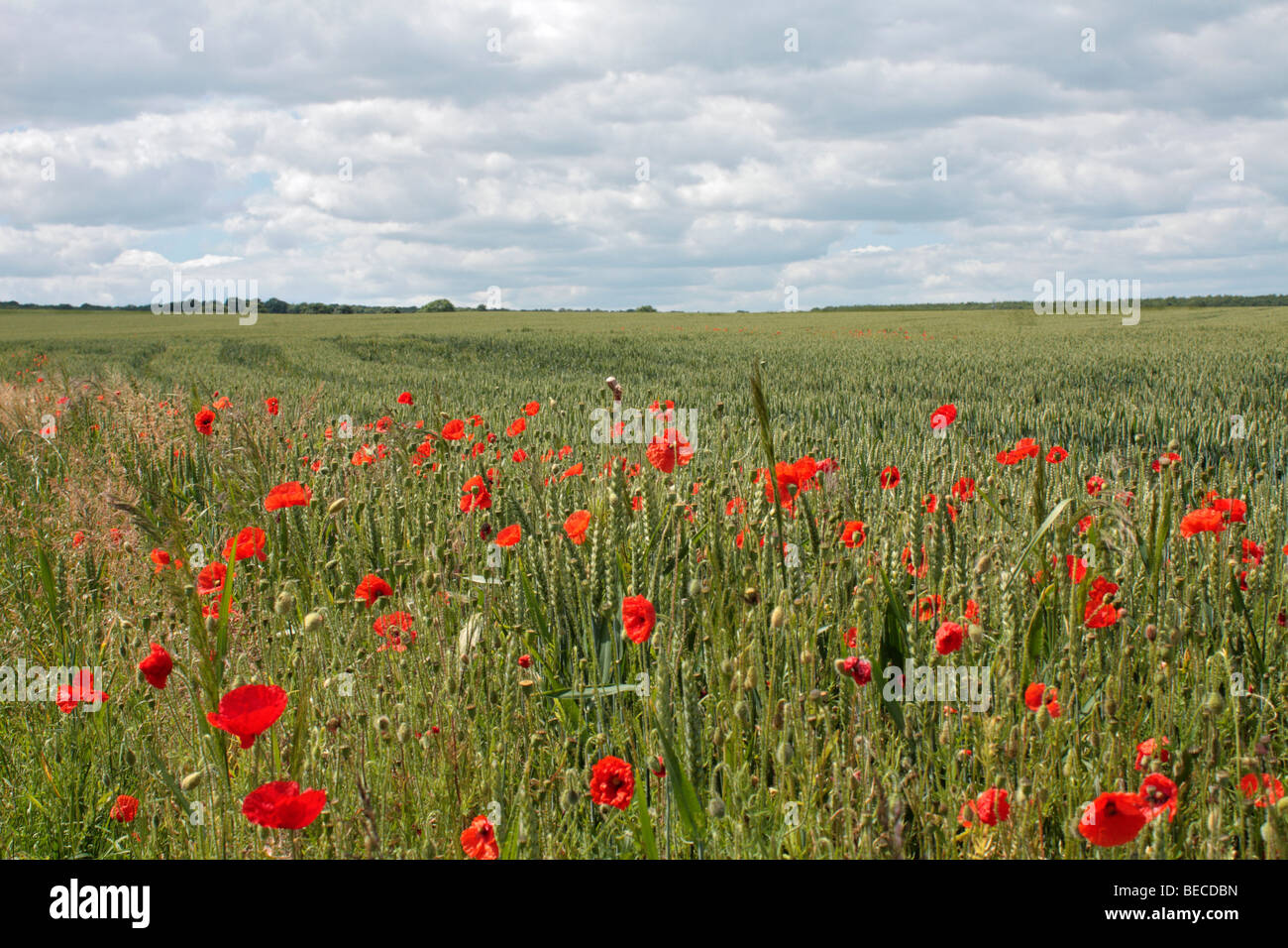 Campo di mais o di semi di papavero Papaver rhoeas, in un campo di grano in Surrey, Inghilterra, Regno Unito. Foto Stock