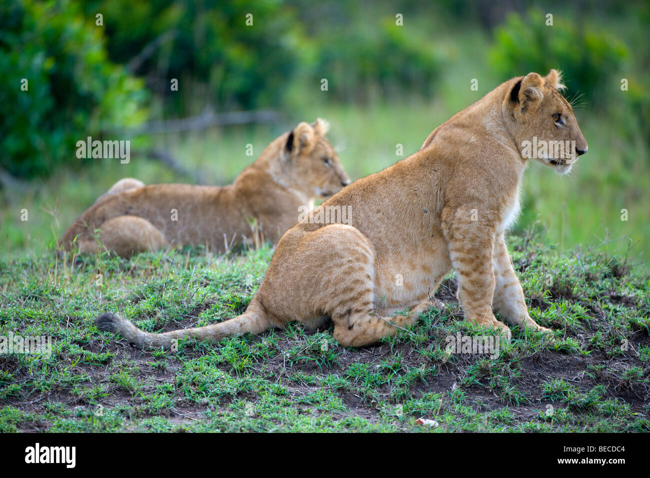I Lions (Panthera leo), cubs, il Masai Mara riserva nazionale, Kenya, Africa orientale Foto Stock