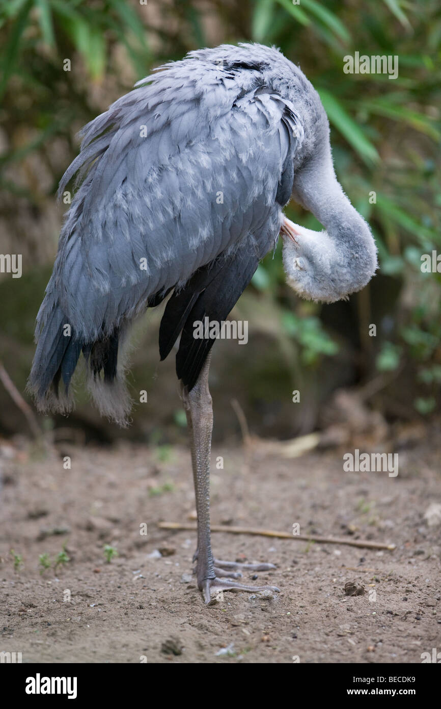 Il Blue Crane piume di pulizia - Anthropoides paradisaea Foto Stock