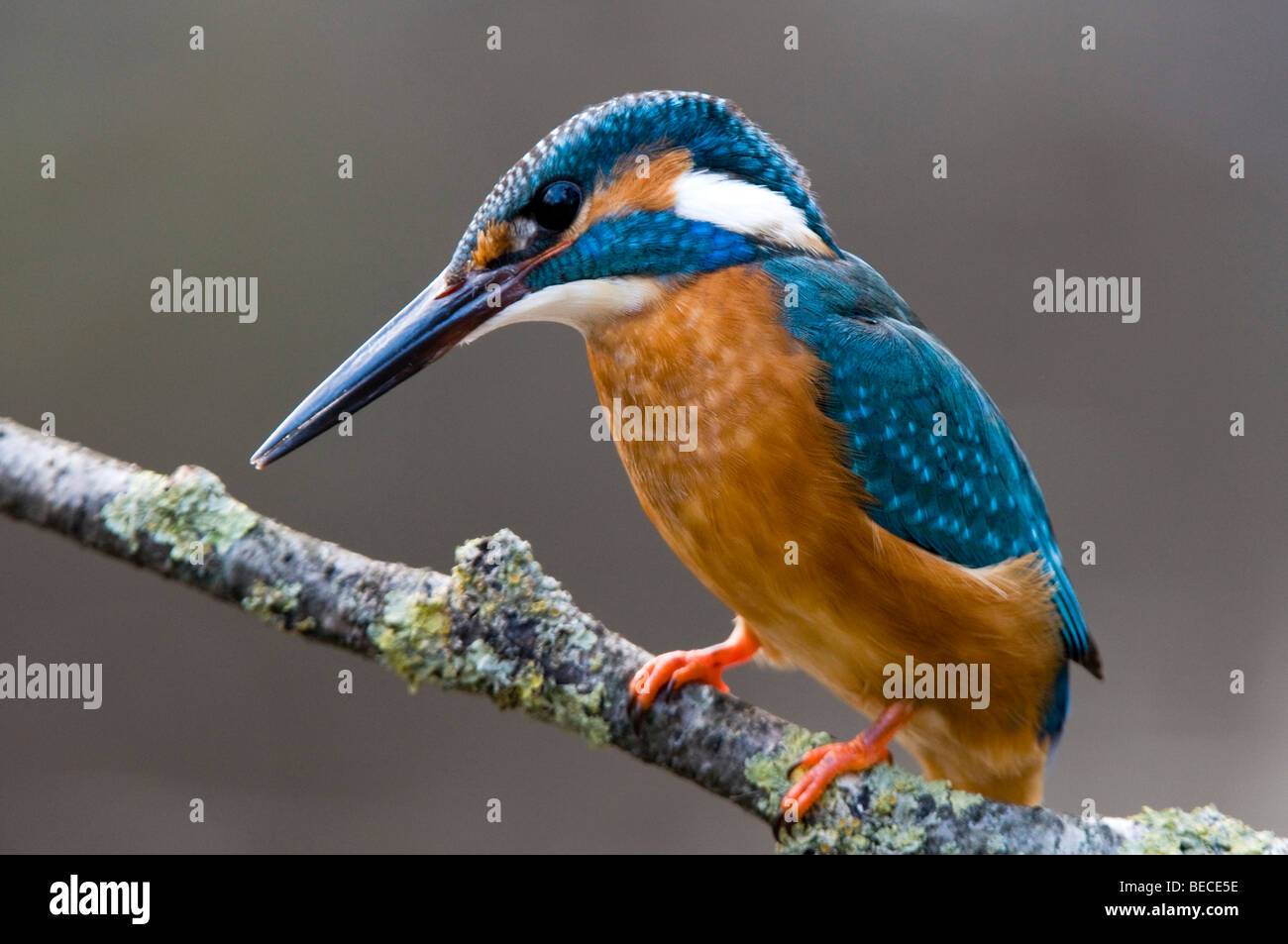 Common Kingfisher (Alcedo atthis), Woergl, Tirolo, Austria, Europa Foto Stock