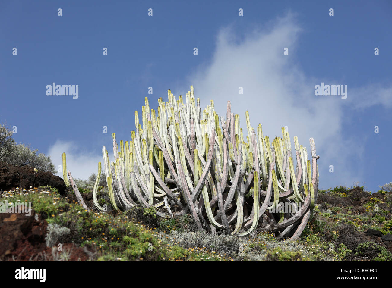 Balsamo (Euforbia Euphorbia balsamifera), Puntallana, La Palma Isole Canarie Spagna Foto Stock