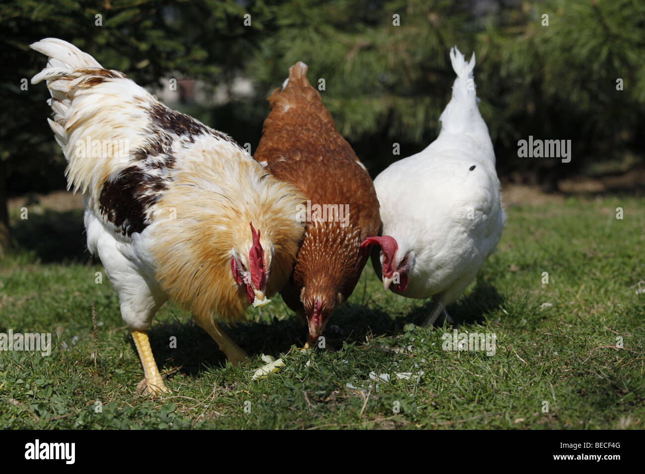 Galli e galline di allevamento Foto Stock