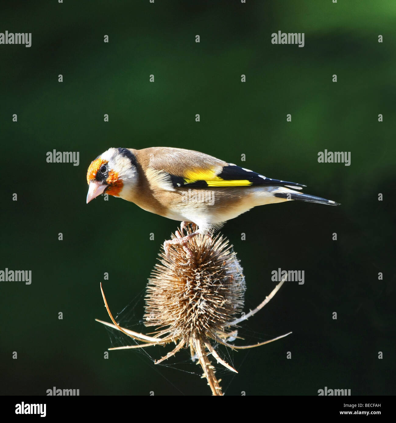 Cardellino appollaiate su un teasel Foto Stock